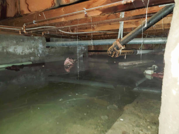 Best Professional water damage repair  in Kitsap Lake, WA